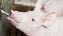 Pork Strategic Farm - Water